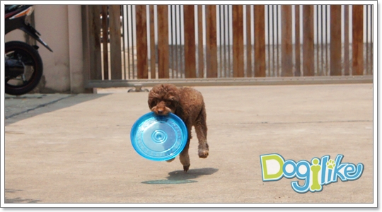 Dogilike.com :: Review : ҹ͹ Animal Planet 