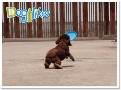 Dogilike.com :: Review : ҹ͹ Animal Planet 
