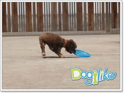 Dogilike.com :: Review : ҹ͹ Animal Planet 
