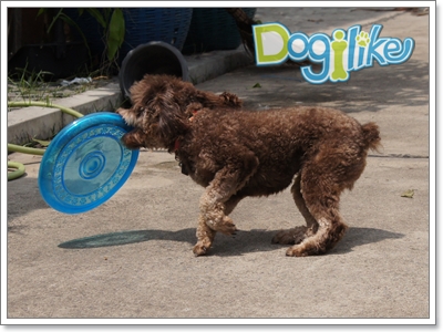 Dogilike.com :: Review : ҹ͹ Animal Planet 