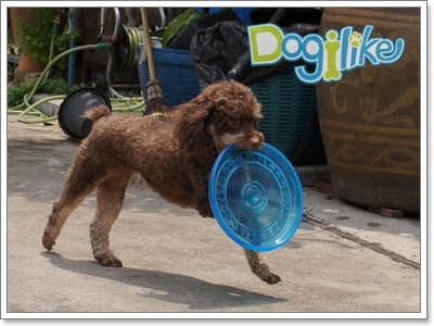 Dogilike.com :: Review : ҹ͹ Animal Planet 