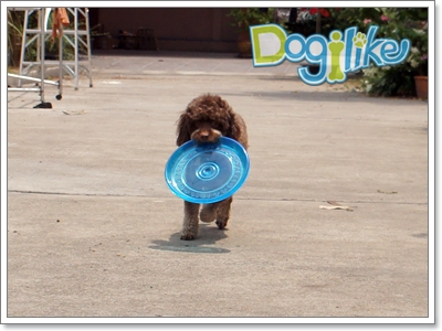Dogilike.com :: Review : ҹ͹ Animal Planet 