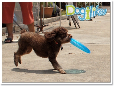 Dogilike.com :: Review : ҹ͹ Animal Planet 