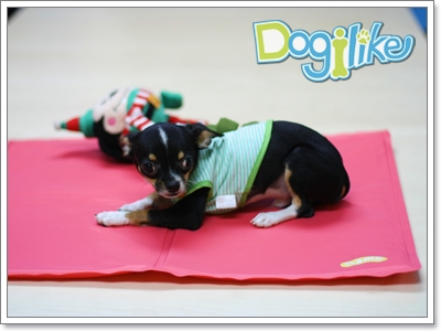 Dogilike.com :: Review : ͹