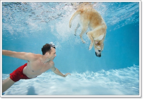 Review : รวมสระว่ายน้ำสำหรับน้องหมา | Dogilike.com