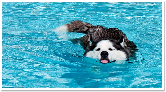 Review : รวมสระว่ายน้ำสำหรับน้องหมา | Dogilike.com