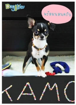 Dogilike.com :: 鹪ѡ
