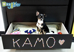 Dogilike.com :: 鹪ѡ