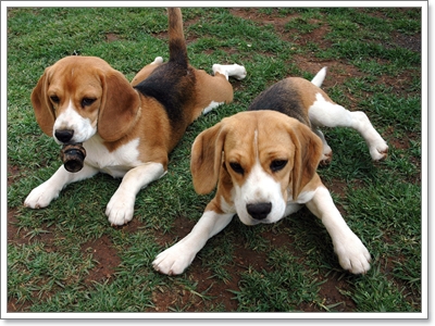 รวมฮิต 10 สายพันธุ์น้องหมาที่ต้องการความรักแบบสุดๆ | Dogilike.Com