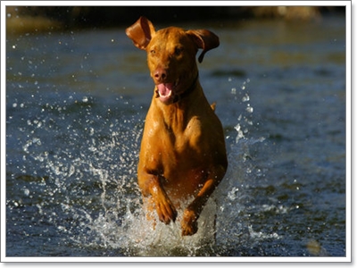 Dogilike.com :: ท้าประชัน! 5 สายพันธุ์ น้องหมาที่วิ่งเร็วที่สุดในโลก