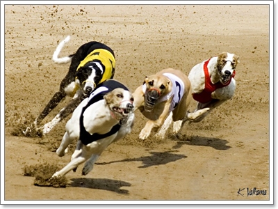 Dogilike.com :: ท้าประชัน! 5 สายพันธุ์ น้องหมาที่วิ่งเร็วที่สุดในโลก