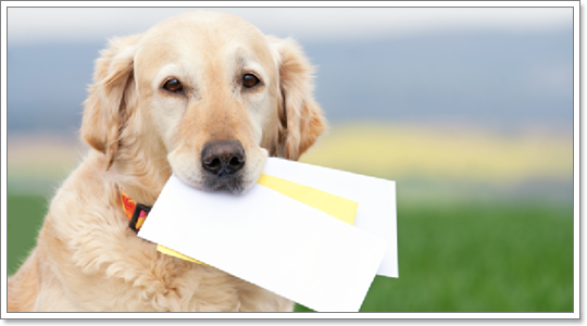 จดหมาย.....จากน้องหมาในช่วงเวลาสุดท้ายของชีวิต | Dogilike.Com
