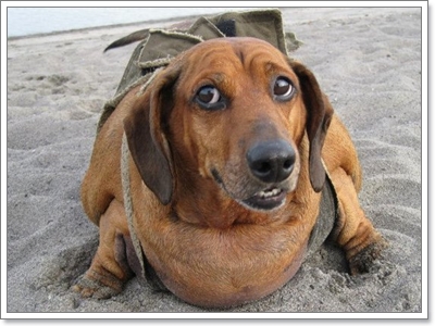 Dogilike.com :: 10 สายพันธุ์น้องหมาที่อายุยืนที่สุด 