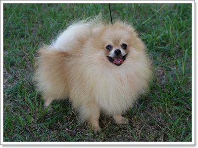 Dogilike.com :: 10 สายพันธุ์น้องหมาที่อายุยืนที่สุด 