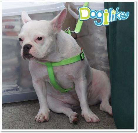 Dogilike.com :: Ҫҹ Pet Design Fair ºԴѺѵ§شѡ
