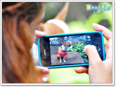 เทคนิคง่ายๆ สำหรับการถ่ายภาพน้องหมาให้ดูดี ( พันธุ์ชิวาวา ,พันธุ์ไซบีเรียน  ฮัสกี้ ) | Dogilike.Com