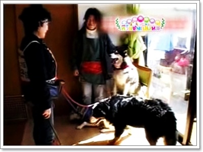 Dogilike.com :: Ըաý֡ͧͿѧẺشš ˴ ѹ
