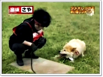Dogilike.com :: Ըաý֡ͧͿѧẺشš ˴ ѹ