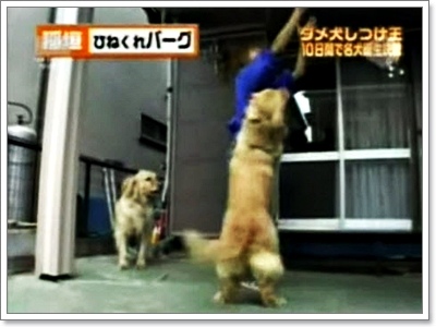 Dogilike.com :: Ըաý֡ͧͿѧẺشš ˴ ѹ