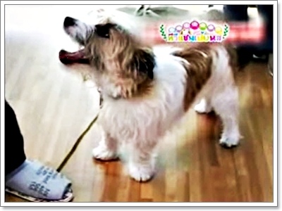 Dogilike.com :: Ըաý֡ͧͿѧẺشš ˴ ѹ