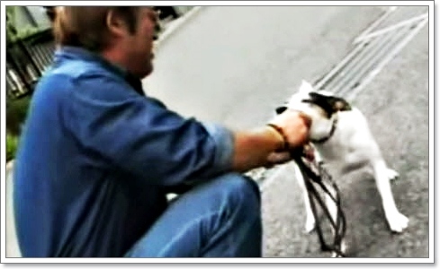 Dogilike.com :: Ըաý֡ͧͿѧẺشš ˴ ѹ