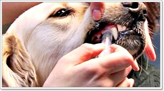 รวมเทคนิคการป้อนยาน้องหมาพันธุ์ใหญ่ ง่ายสุดๆ | Dogilike.Com