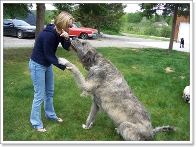 Dogilike.com :: ҵ˭Һҹ˹ ?