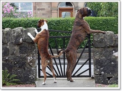 Dogilike.com :: ҵ˭Һҹ˹ ?