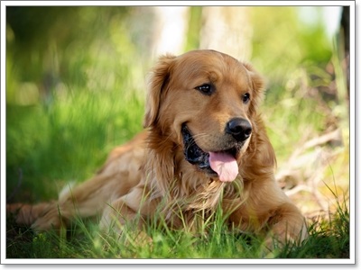 Dogilike.com :: ҵ˭Һҹ˹ ?