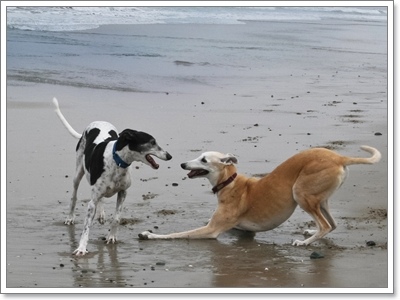 Dogilike.com :: ҵ˭Һҹ˹ ?