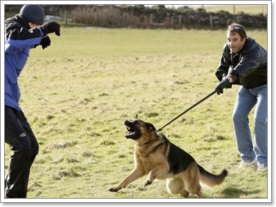 Dogilike.com :: ҵ˭Һҹ˹ ?