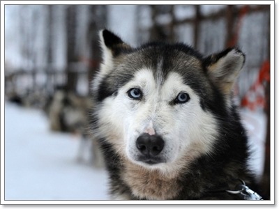 Dogilike.com :: ҵ˭Һҹ˹ ?