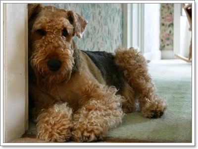 Dogilike.com :: ҵ˭Һҹ˹ ?