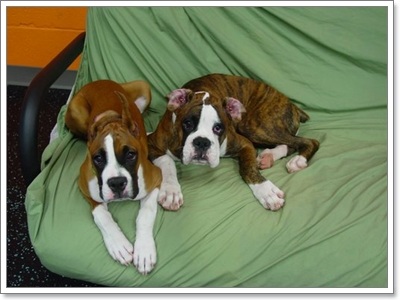 Dogilike.com :: ҵ˭Һҹ˹ ?
