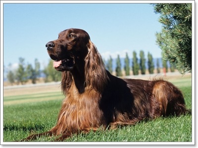 Dogilike.com :: ҵ˭Һҹ˹ ?