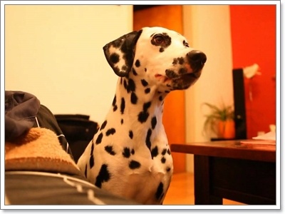 Dogilike.com :: ҵ˭Һҹ˹ ?
