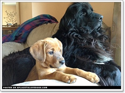 Dogilike.com :: ҵ˭Һҹ˹ ?