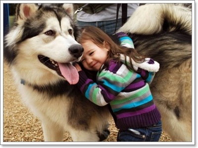 Dogilike.com :: ҵ˭Һҹ˹ ?