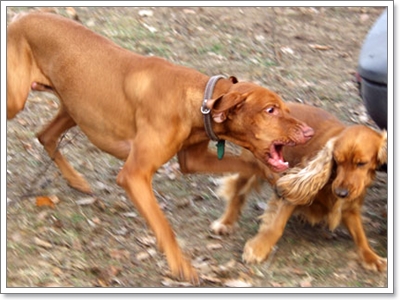 Dogilike.com :: 10 พฤติกรรมแปลกๆ ของน้องหมาแก่