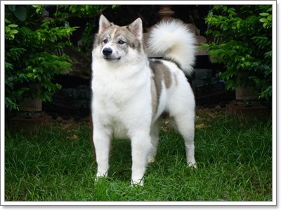 Dogilike.com :: ĵԡһҷѧ㹵ǹͧºҧ 