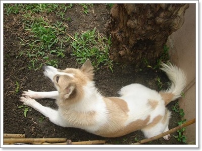 Dogilike.com :: ĵԡһҷѧ㹵ǹͧºҧ 