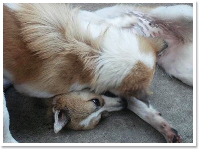 Dogilike.com :: ĵԡһҷѧ㹵ǹͧºҧ 