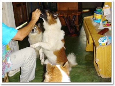 Dogilike.com :: ĵԡһҷѧ㹵ǹͧºҧ 