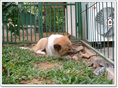 Dogilike.com :: ĵԡһҷѧ㹵ǹͧºҧ 