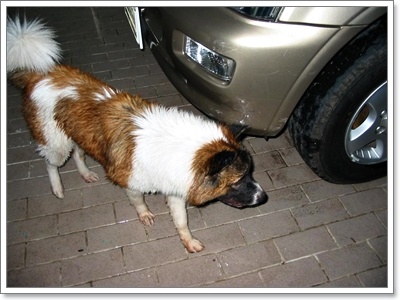 Dogilike.com :: ĵԡһҷѧ㹵ǹͧºҧ 