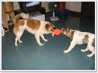 Dogilike.com :: ĵԡһҷѧ㹵ǹͧºҧ 
