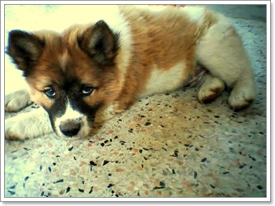 Dogilike.com :: ĵԡһҷѧ㹵ǹͧºҧ 
