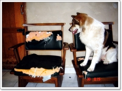 Dogilike.com :: ĵԡһҷѧ㹵ǹͧºҧ 