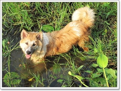 Dogilike.com :: ĵԡһҷѧ㹵ǹͧºҧ 