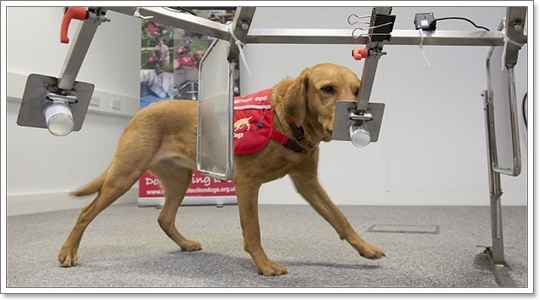 Dogilike.com :: 䢢ʧ ... ͧҶ֧ä?